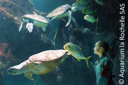 Aquarium_enfant_Tortue